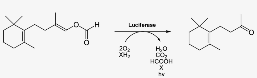Luciferin Latia Reaction - Latia Luciferin, transparent png #1234925