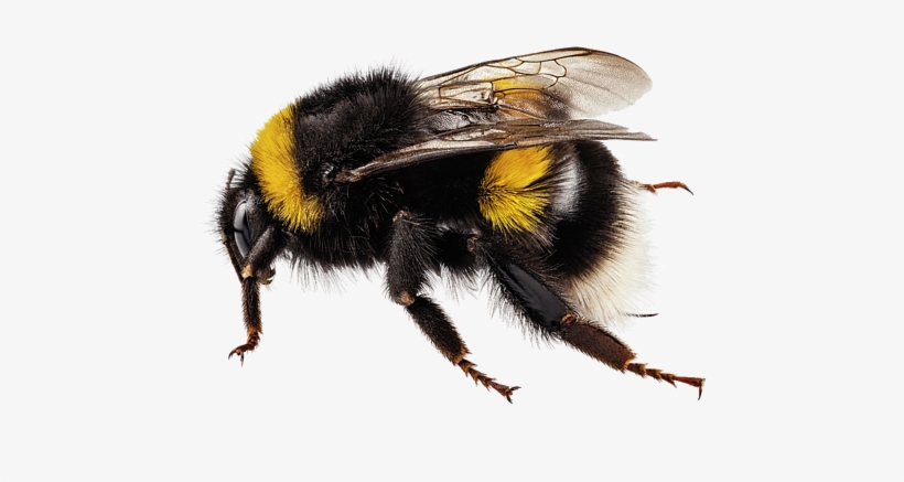 Bleed Area May Not Be Visible - Bombus Terrestris, transparent png #1235277
