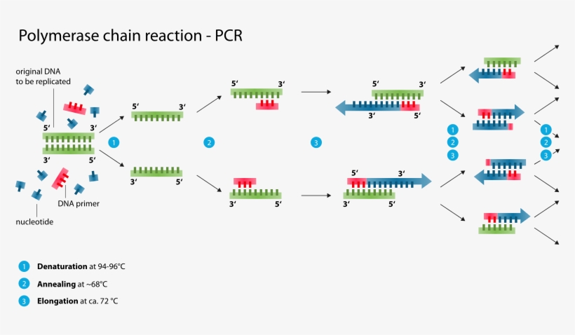 Polymerase Chain Reaction, transparent png #1235325