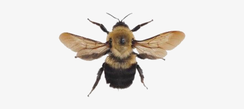 Bee Bumblebee Yellow Aesthetic Png Arthoe Honey Memes - Aesthetic Bees Background, transparent png #1235438