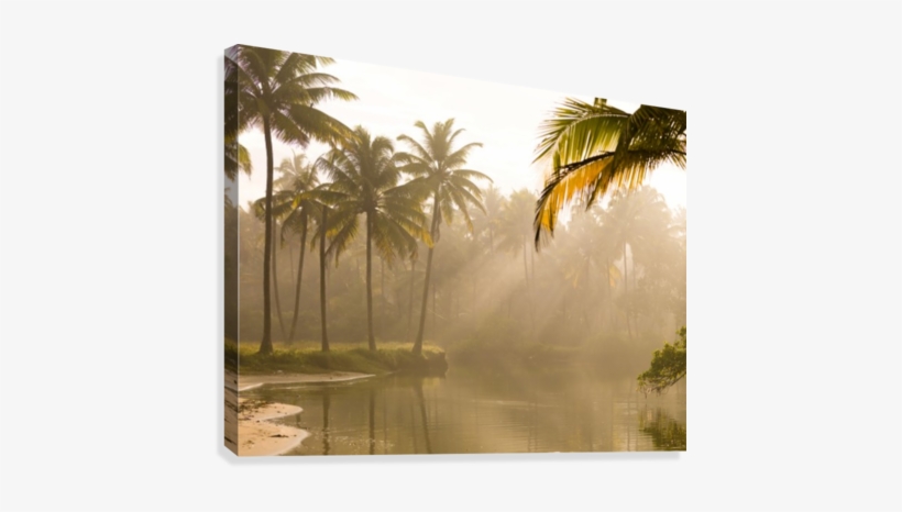 Palm Trees And Sunbeams, Kerala, India Canvas Print - Posterazzi Palm Trees And Sunbeams Kerala India Canvas, transparent png #1236153