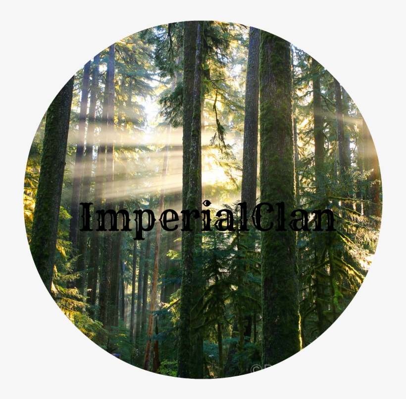 Peter James Photo Gallery Sunbeams In Misty Forest - Misty Forest, transparent png #1236322