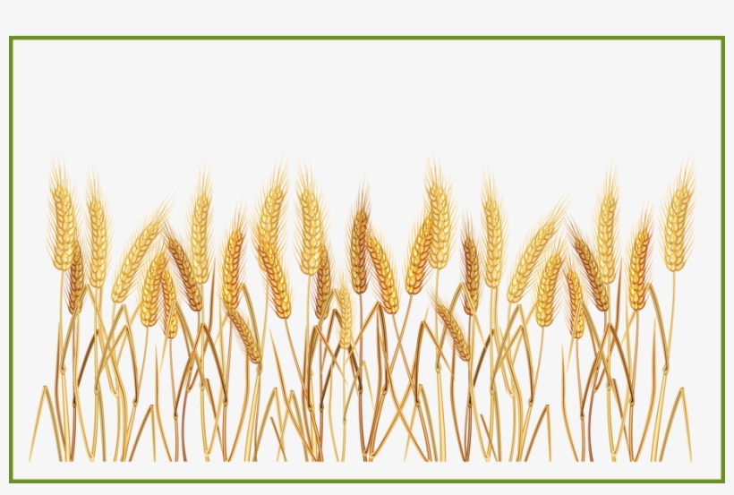 Sun Beams Clipart - Wheat Clipart Transparent Background, transparent png #1236353