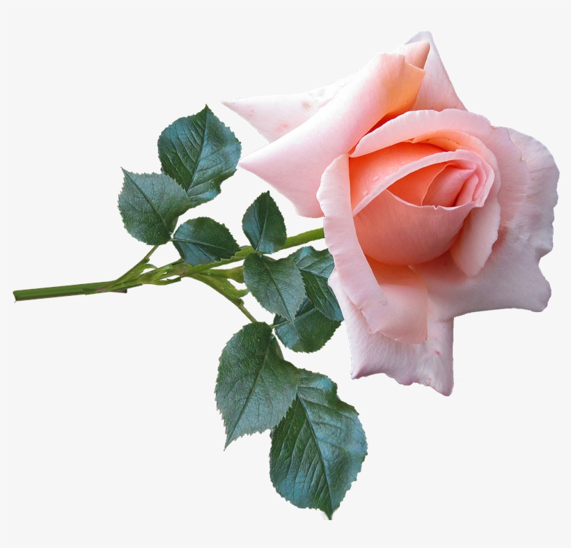 Rose, Flower, Stem, Garden, Nature - Rose Of Nature Png, transparent png #1236510