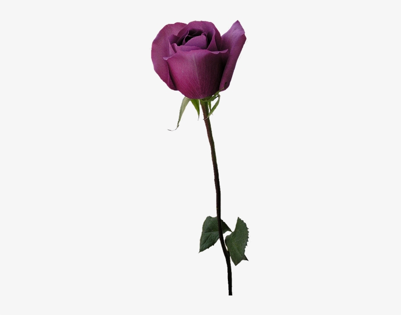 Stemrose1 330 X - Transparent Background Purple Roses Png, transparent png #1236821