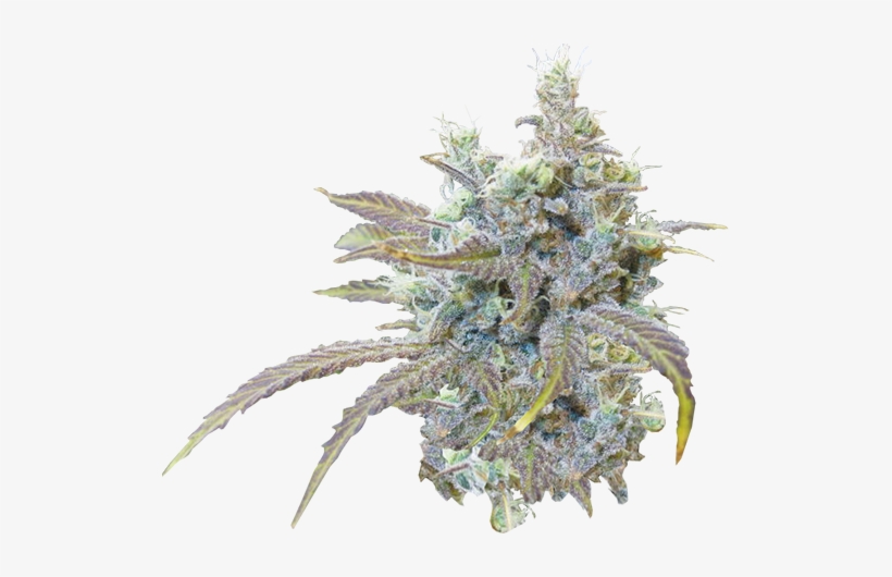 Super Silver Haze - Silver Haze Transparent, transparent png #1237028