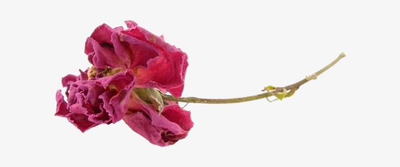 Florals - Red, transparent png #1238053