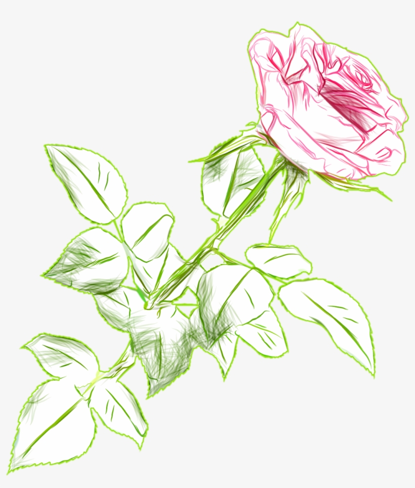 Rose Drawing Color Png Picture Image - Rose Drawing Color Transparent, transparent png #1238744