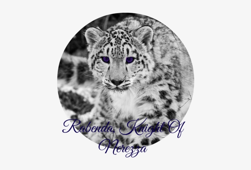 Snow Leopard Snow Hunting Attention Black And White - Guepardo De Las Nieves, transparent png #1240195