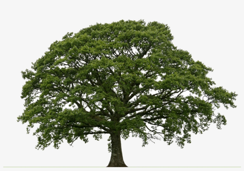 Brainerd Tree Moving & Sales Llc Dba Bearback Tree - Mangrove 3d Model Free, transparent png #1241030