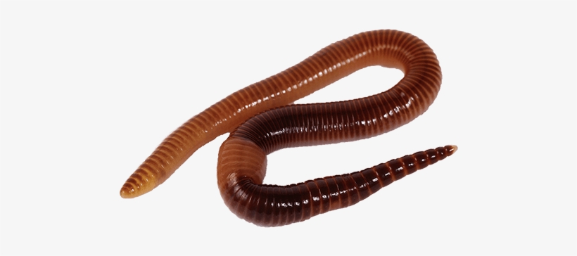 Earthworm Worm Png - Worm Hd, transparent png #1243260