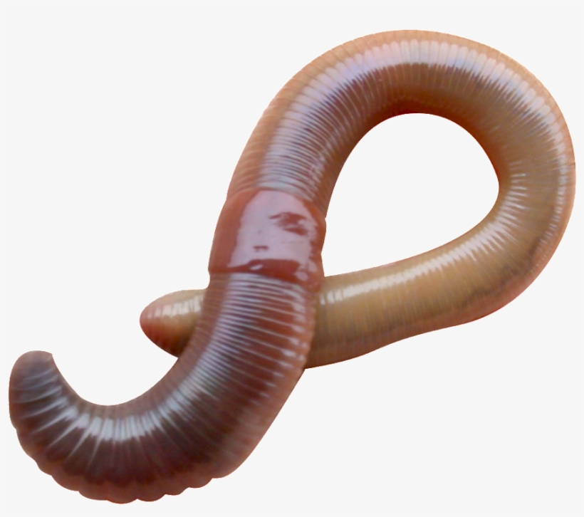 Lumbricus Terrestris, transparent png #1243345