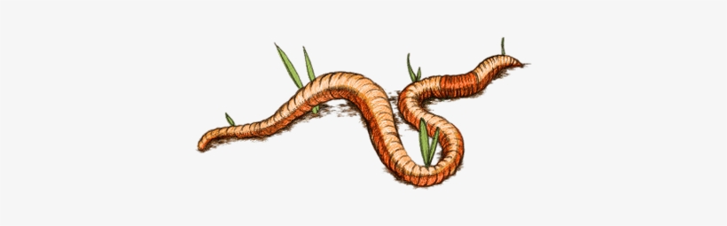 Earth Worm Drawing - Gusano Png, transparent png #1243368