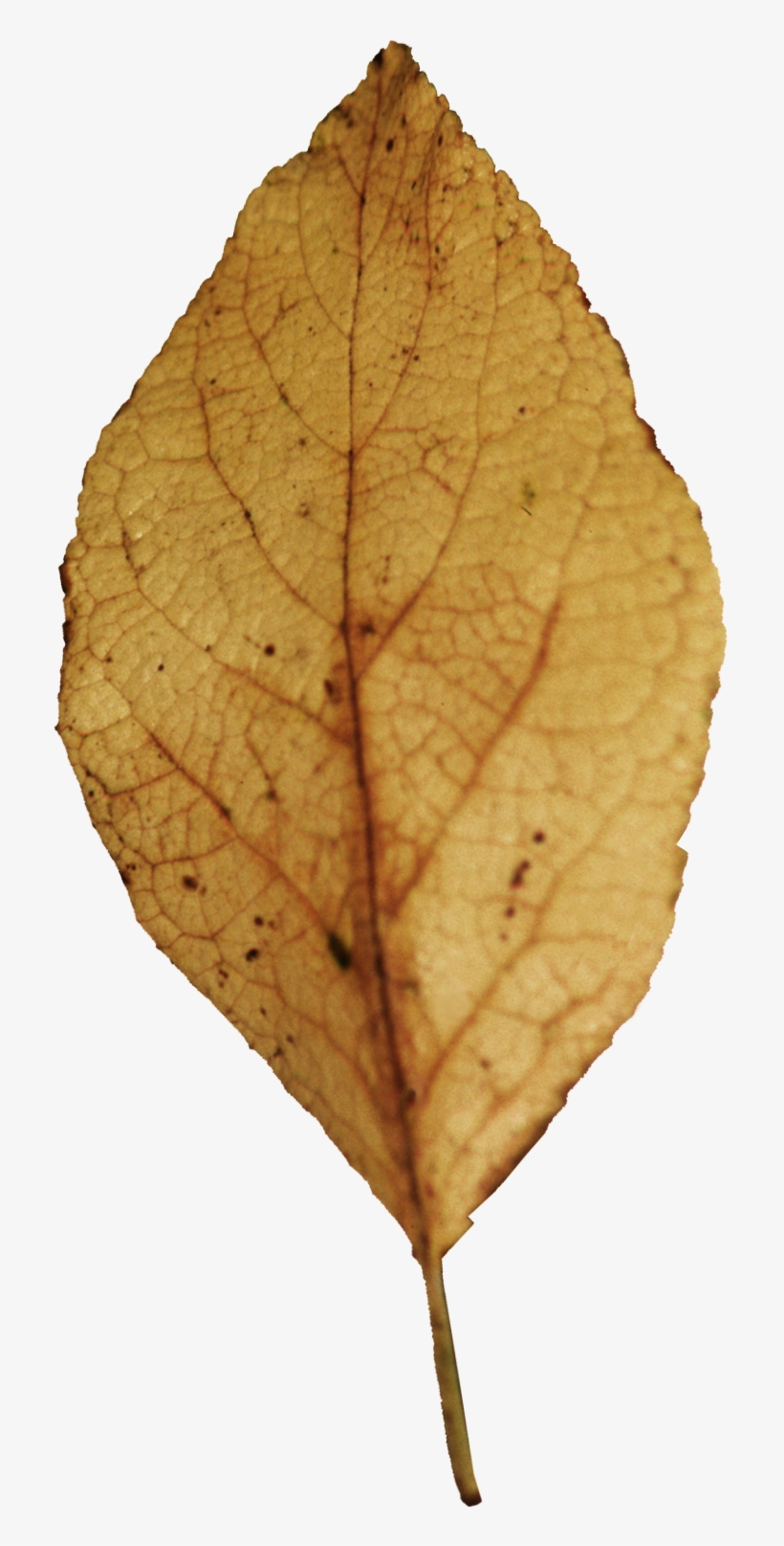 Hoja De Árbol Seca En Png, transparent png #1243565