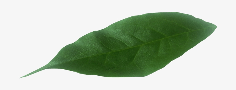 hoja png