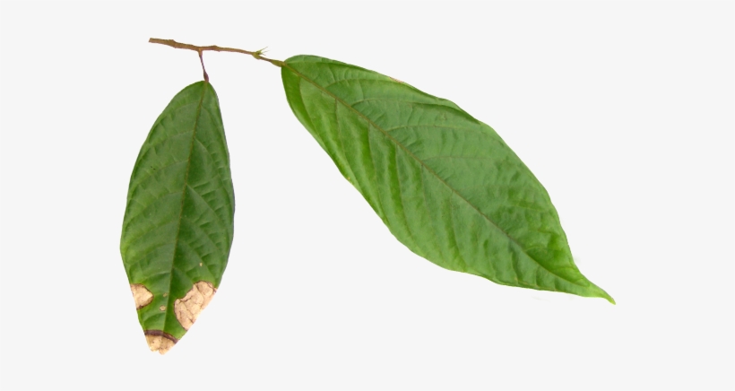 To Understand A Cocoa Product Flavor Profile Or A Cocoa - Hojas De Cacao Png, transparent png #1243714