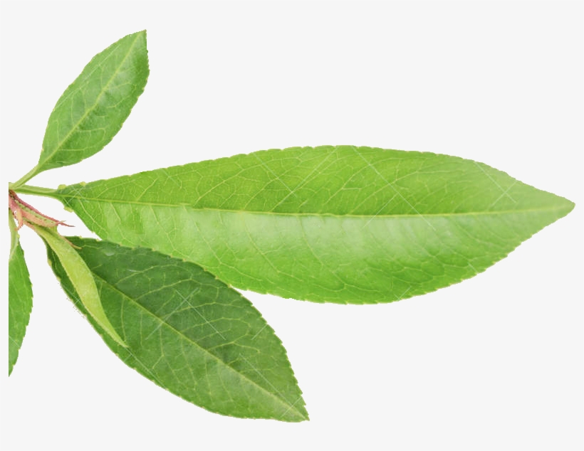 Bulletin - Bay Laurel, transparent png #1243738