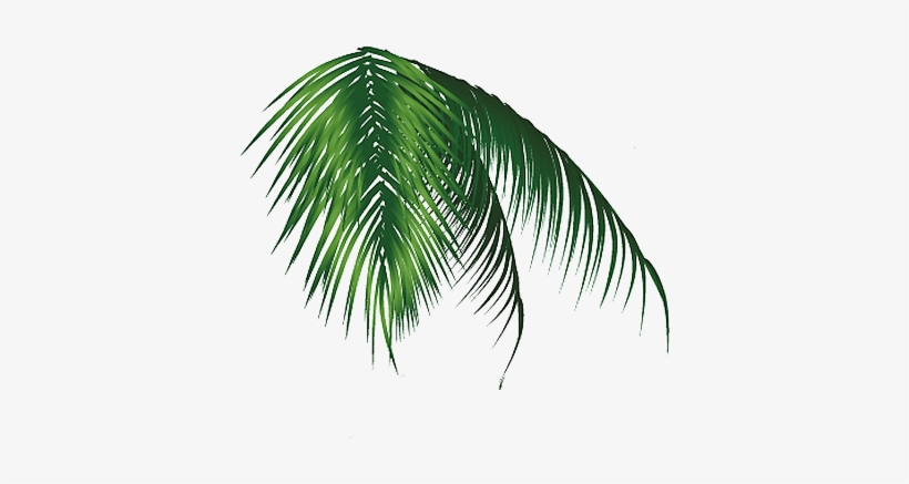 Hoja Palmera Png - Coconut, transparent png #1243761