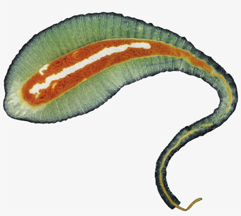 A Is Not Just Dr Ross Piper - Tongue Worm, transparent png #1243835