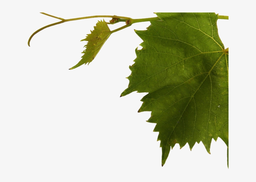 Wine Leaf, transparent png #1243960