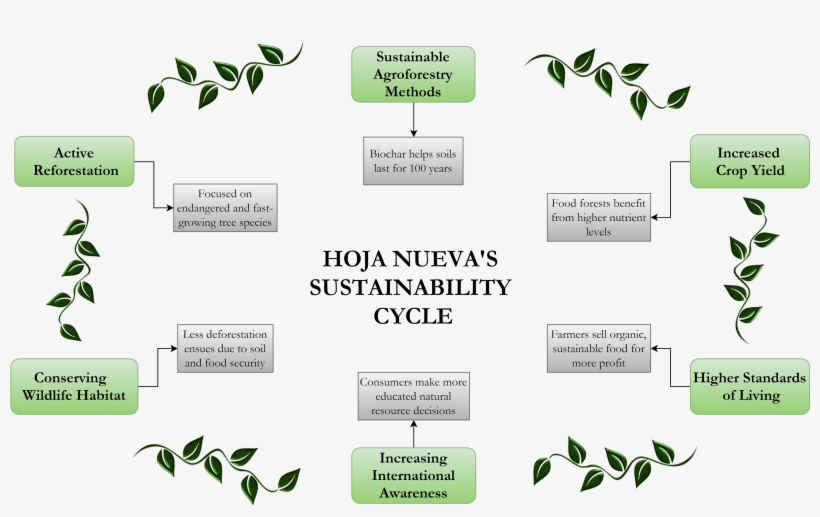 Hoja Nueva Cycle - Plant, transparent png #1244080