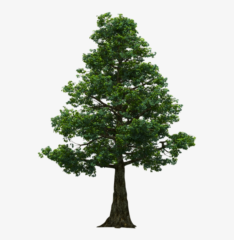 Lots Of Trees Photoshop Texture, Png Format, Cut Outs, - Larch Png, transparent png #1244203