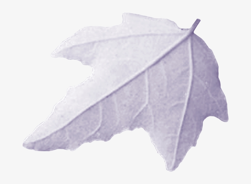 Publié Il Y A 19th December 2013 Par Mohamed El Fadely - Maple Leaf, transparent png #1244229