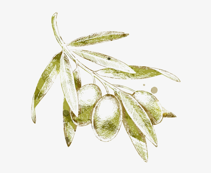 Which Homer Calls ``liquid Gold” And Hippocrates Believes - Olive Drawing Png, transparent png #1244345
