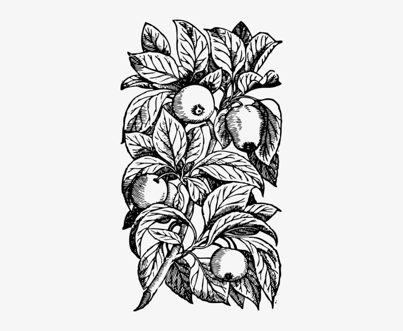 Free Vector Apples On A Branch Clip Art - 1s Tee Apples On A Branch, transparent png #1244437