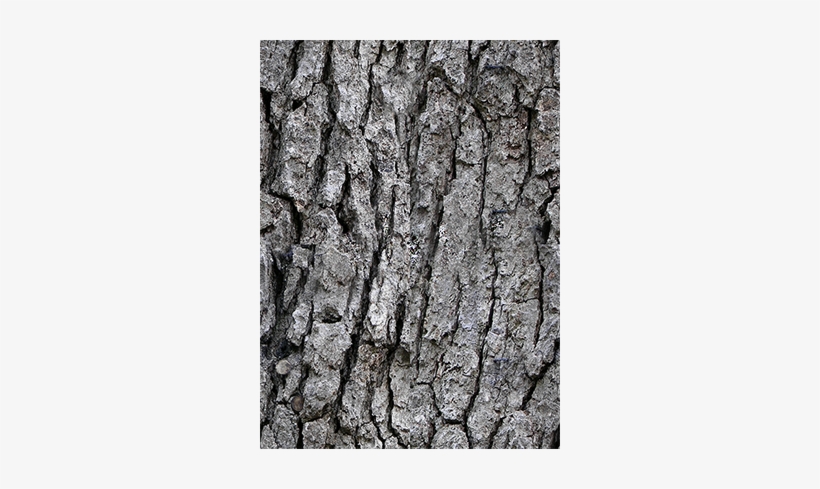 Save Shley Tree 1 - English Oak, transparent png #1244795