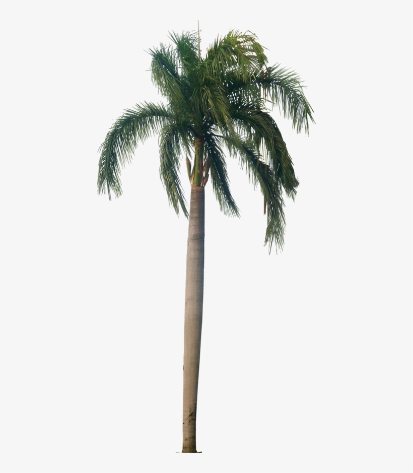 Palm Tree Texture Png - Royal Palm Tree Png, transparent png #1244845