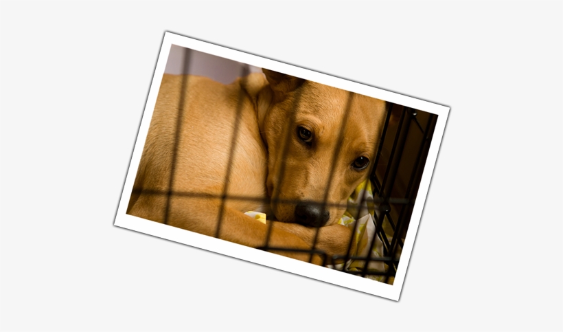 Your Details - Donation, transparent png #1245278