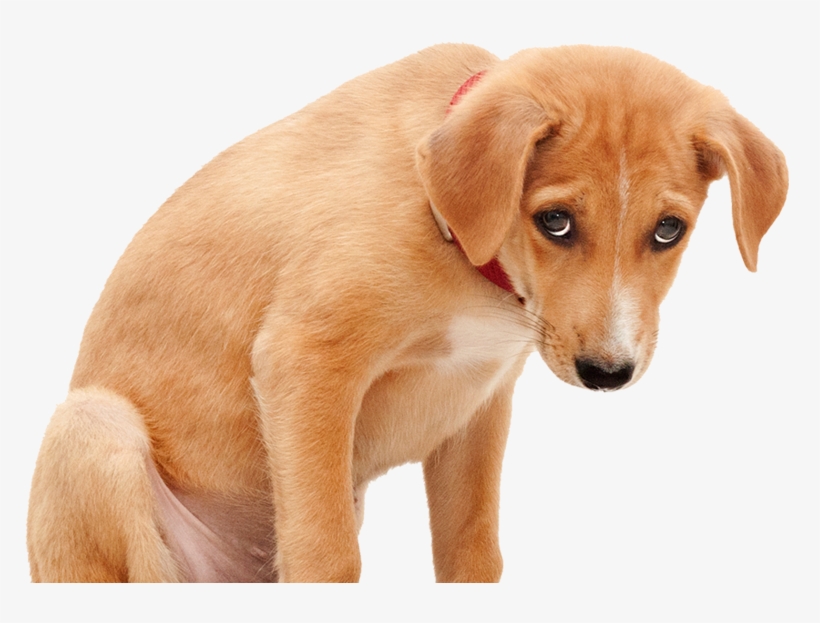 Sad Dog Png Clipart Royalty Free Stock - Sad Dog Png, transparent png #1245282