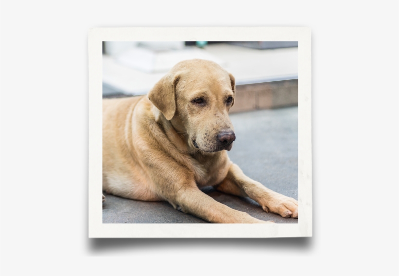 Dog, transparent png #1245774