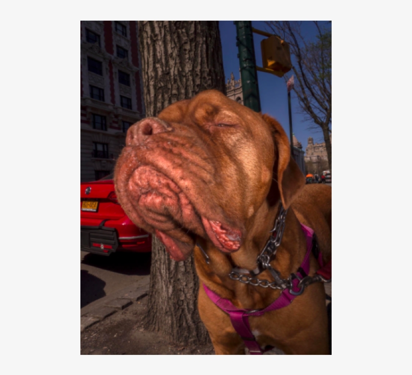 It's Been A Busy Week Of Politics And More So, You - Dogue De Bordeaux, transparent png #1245775