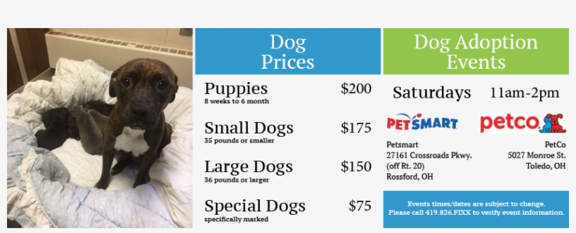 An Animal Shelter, So They Can Observe The Sad Results - Dog, transparent png #1246089