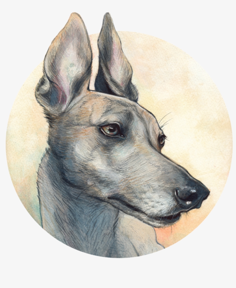 Pet Portraiture, transparent png #1246201