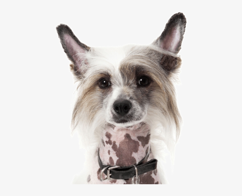 Chinese Crested - Dogman Miniben Tremix Med Vanilje, transparent png #1246280