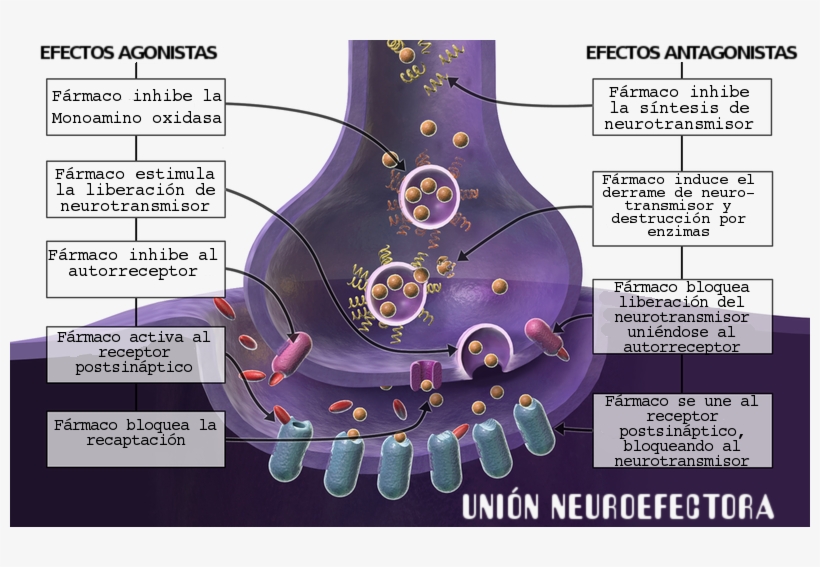 Agonismo-antagonismo - Enciclopedia Libre Universal En Español, transparent png #1250195