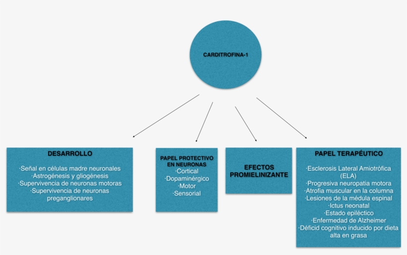 Open - Biology, transparent png #1250634