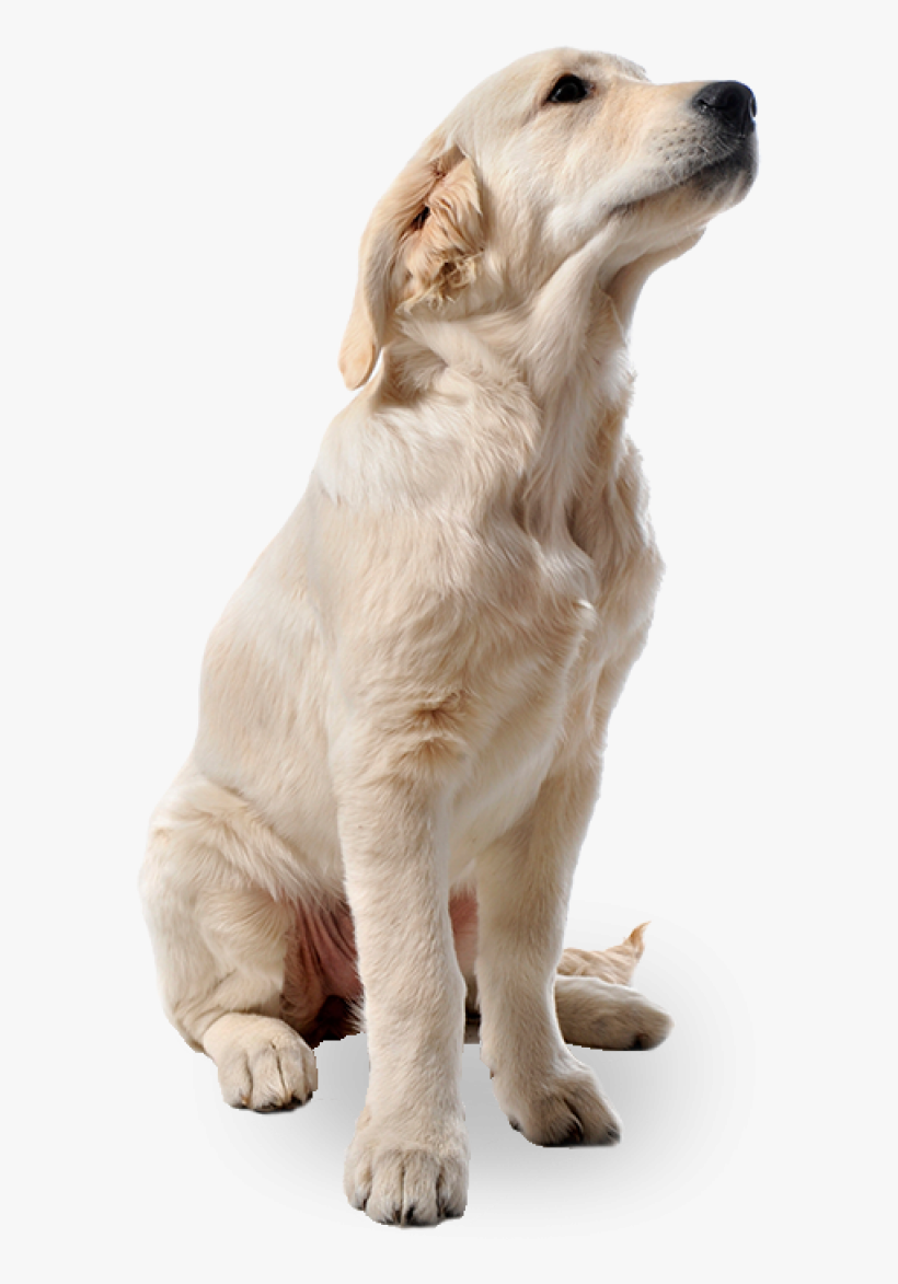 Best Free Dogs Icon - Png Background Hd Dog, transparent png #1252879