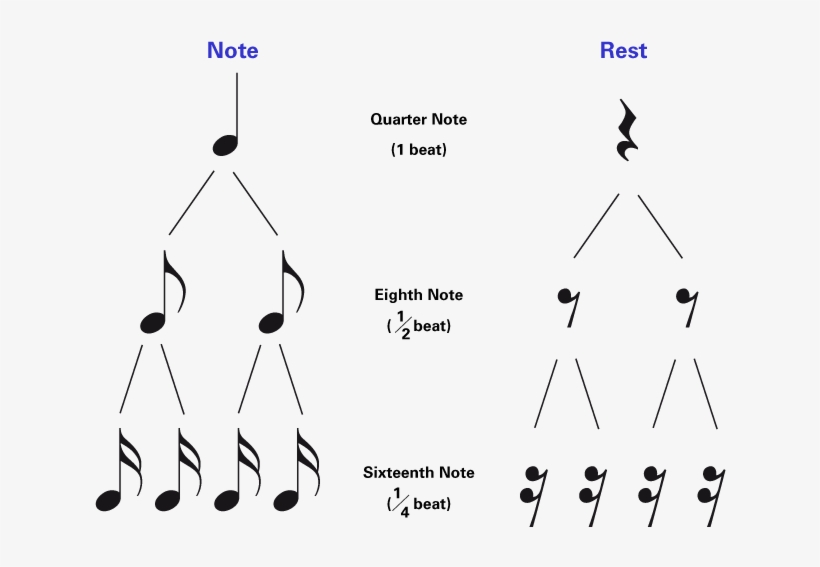 Notes Used In Drum Beats - Notes In Drums, transparent png #1253004