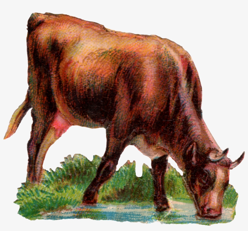 Today We Have A Cow Drinking Water - Cow Drinking Water Png, transparent png #1256839