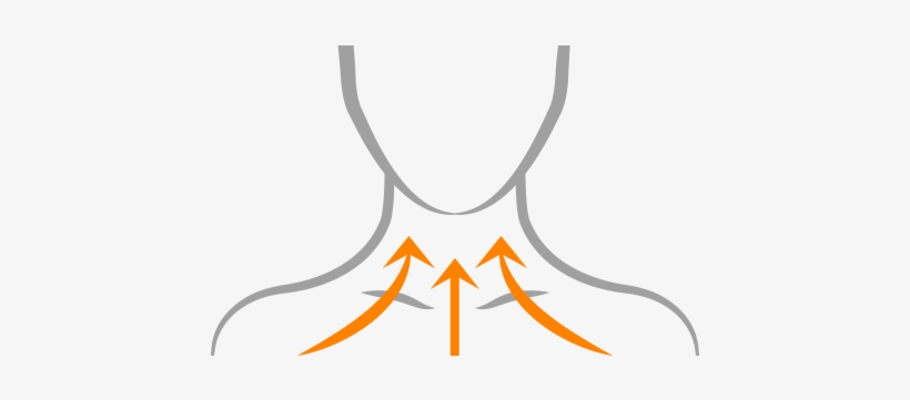Step 2 - Neck Illustration - Neck Png, transparent png #1258255