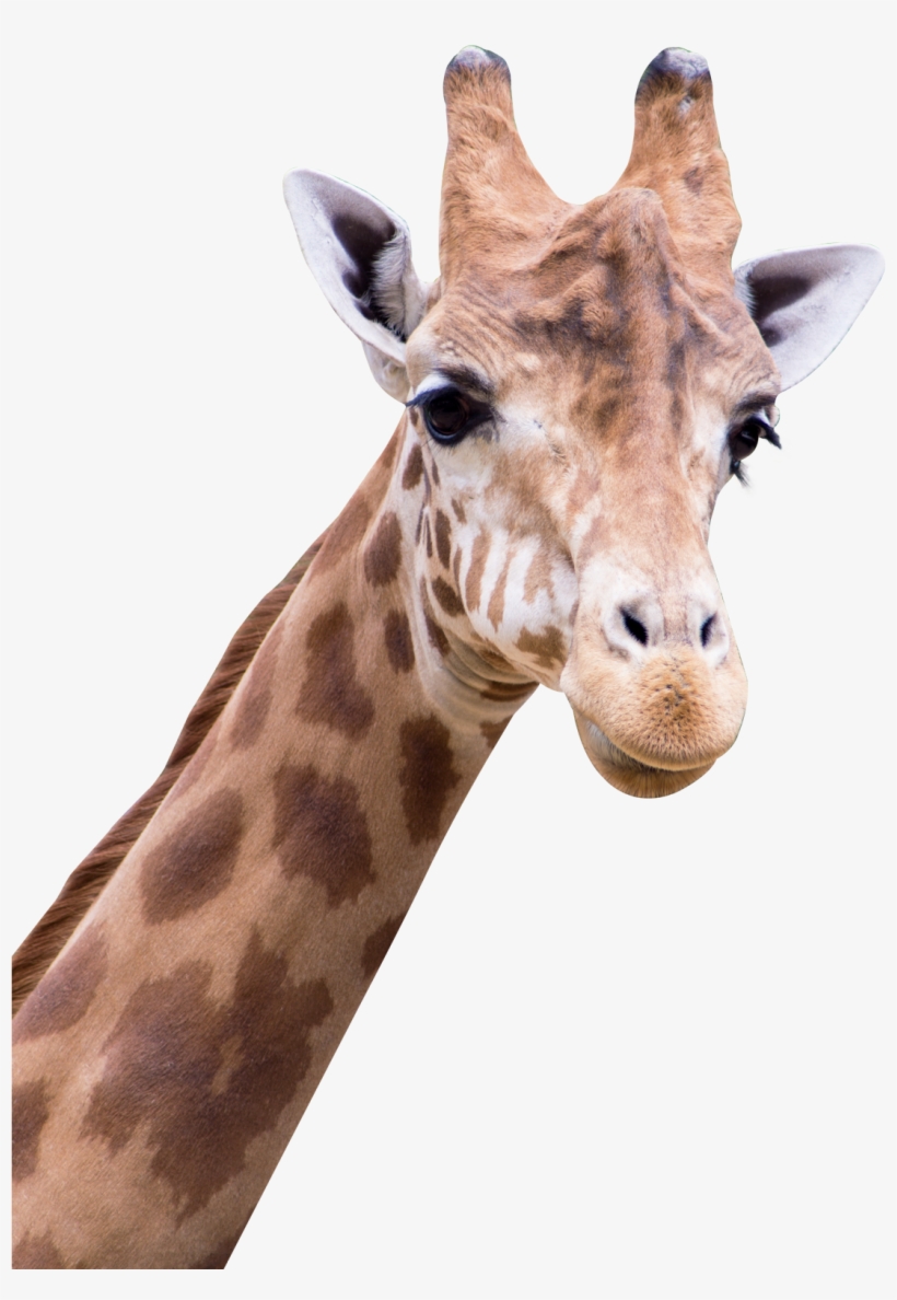 Giraffe Png Images - Amine Good For You, transparent png #1258557