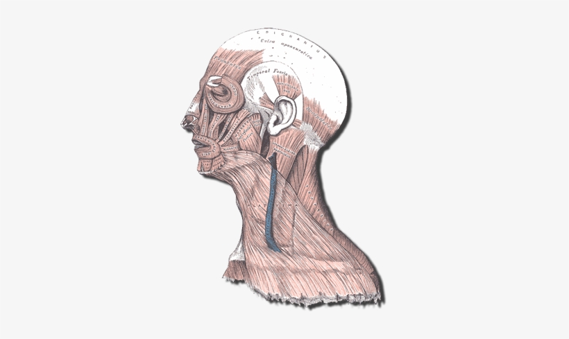 Muscles Of The Head And Neck - Frontalis Muscle, transparent png #1258757
