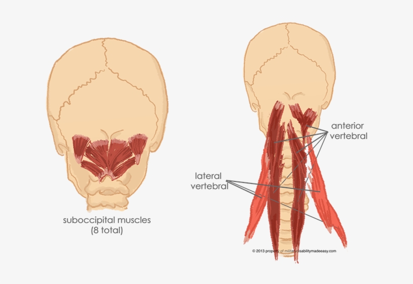 Torso Muscles 8 - Paraspinal Cervical Muscles, transparent png #1258914