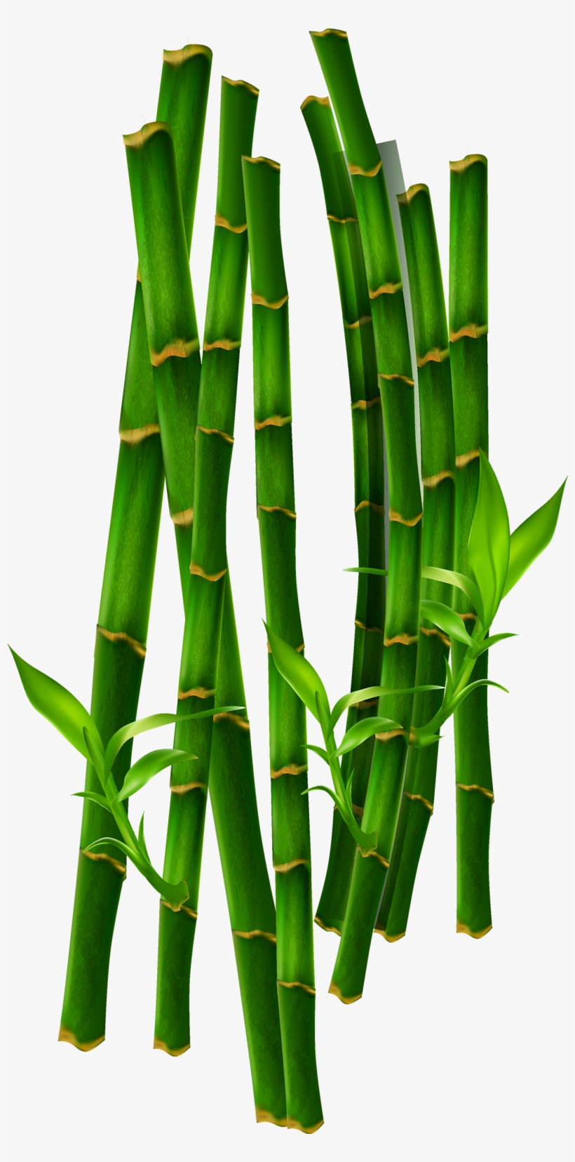 Bamboe Computer Green Transprent Png Free Download - Bamboo, transparent png #1259358
