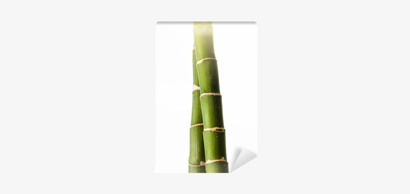 Bamboo, transparent png #1259378