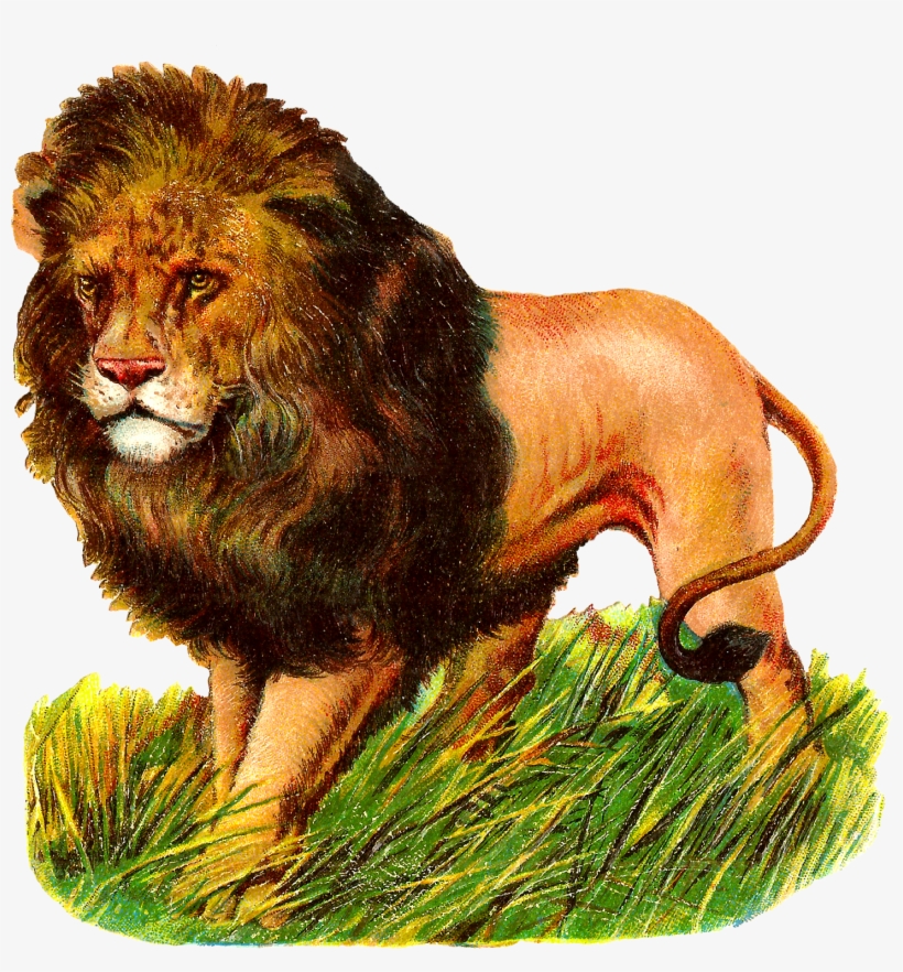 Antique Images Wild Lion Stock Image Digital - Lion Illustration Vintage, transparent png #1260030